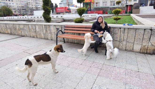 Maidanezii fac legea la Constanța! Adăpostul e ferecat, iar străzile - pline de câini - fotofondmaidanezi1-1507214845.jpg