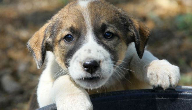 Maidanezii adunați de pe străzi nu sunt eutanasiați. Campanie de adopție a câinilor, la Constanța - fotofondmaidanezi2-1590685088.jpg