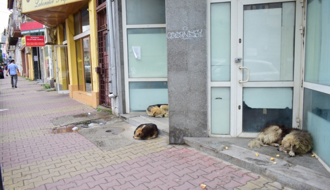 Maidanezii fac legea la Constanța! Adăpostul e ferecat, iar străzile - pline de câini - fotofondmaidanezi8-1507214924.jpg