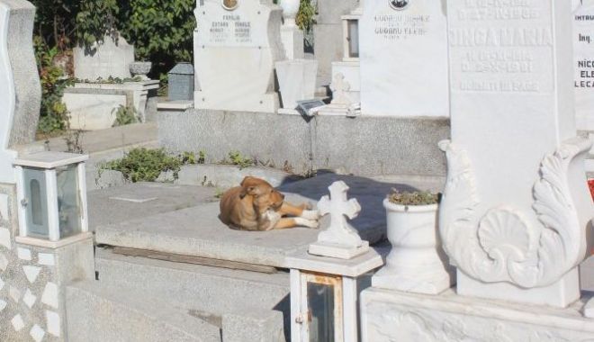 Maidanezii, refugiați în cimitir. Și-au făcut culcușuri printre morminte și pândesc din bălării - fotofondmaidanezicimitir15971531-1597216618.jpg
