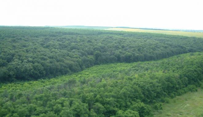 Unde au dispărut pădurile din județul Constanța - fotofondpadure2-1427226313.jpg
