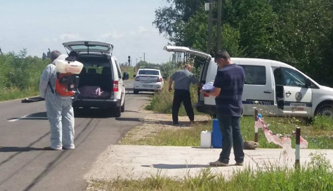 Pesta porcină se răspândește la Constanța! Încă o gospodărie lovită de virusul african - fotofondpesta-1533052372.jpg