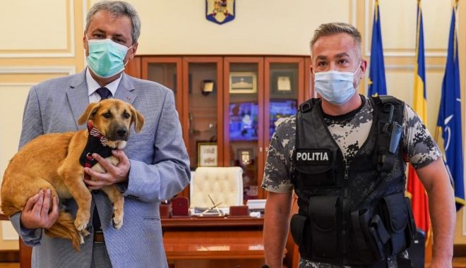 Ordonanță pentru înființarea Poliției Animalelor. Cum vor putea acționa oamenii legii - fotofondpolitiaanimalelor2-1598465005.jpg
