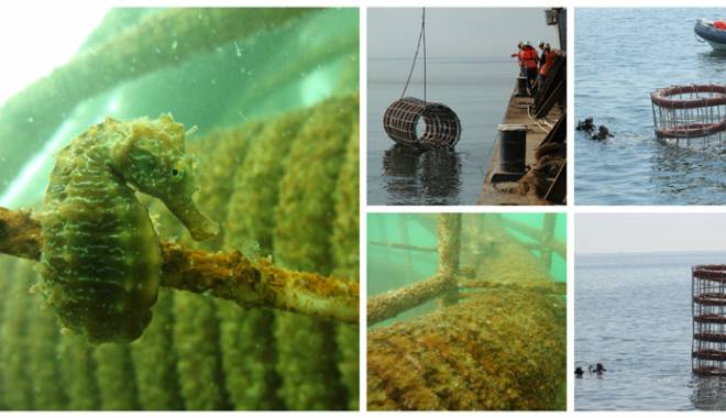 Cum salvează recifele artificiale Marea Neagră - fotofondrecife1-1447441675.jpg