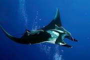 Fotografii români au descoperit o nouă specie de diavol de mare - fotografi-1433860832.jpg