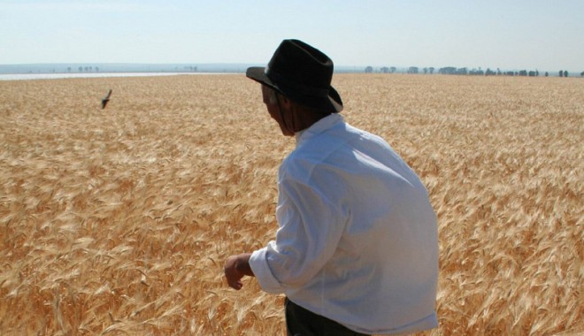 Agricultorii constănțeni mizează pe culturile de grâu și orz - fotograu1-1357575938.jpg