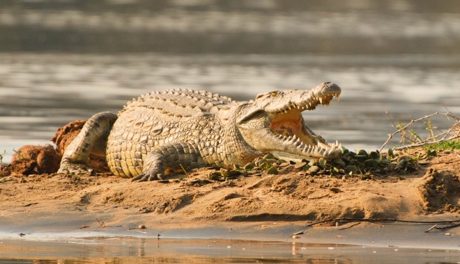 ȘOCANT. Fotbalist, ucis de crocodil în timp ce se antrena - front3lg-1490030048.jpg