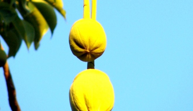 Fructele baobabului - comori cu vitamina C - fructbaobab-1317413917.jpg