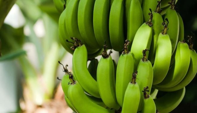 Fructele verzi sunt benefice pentru persoanele cu patologii metabolice - fructe-1661262956.jpg