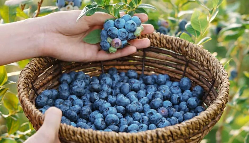 Fructe pe care trebuie să le introduceți, neapărat, în alimentație - fructe-1741868179.jpg