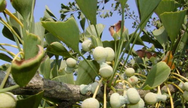 Ginko biloba, 