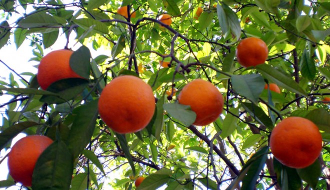 Fructele meridionale și tropicale 