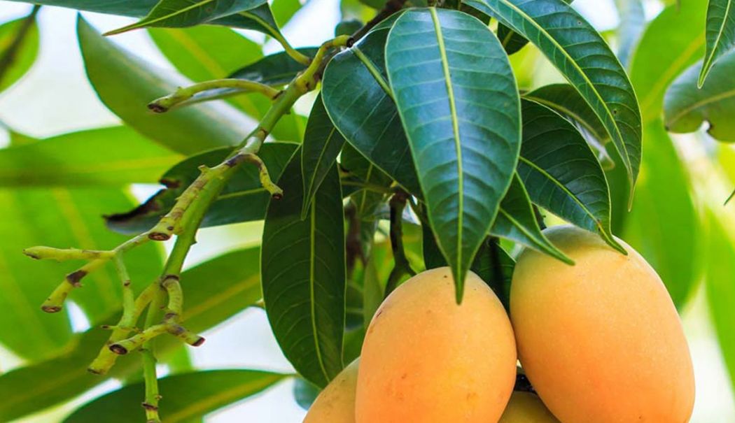 Frunzele de mango ajută la ameliorarea răcelilor, bronșitei și astmului - frunze-1738935041.jpg