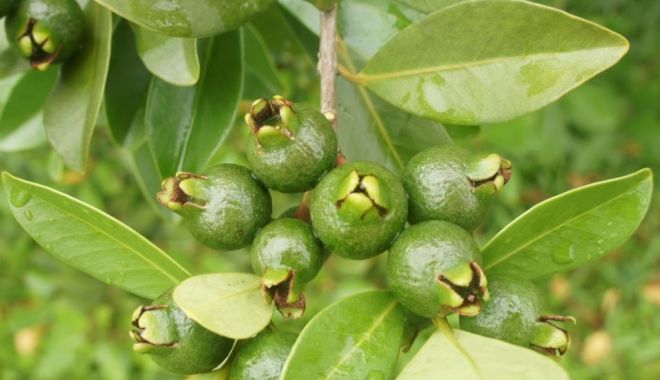 Frunzele de guava vă salvează podoaba capilară - frunzeledeguava1-1555835545.jpg