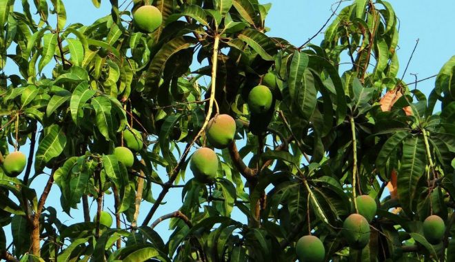 Frunzele de mango au proprietăți antioxidante și antiinflamatorii - frunzeledemango2-1637331900.jpg