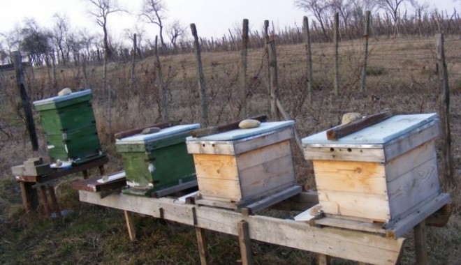Hoții au atentat la … mierea de albine! - furt-1363262649.jpg