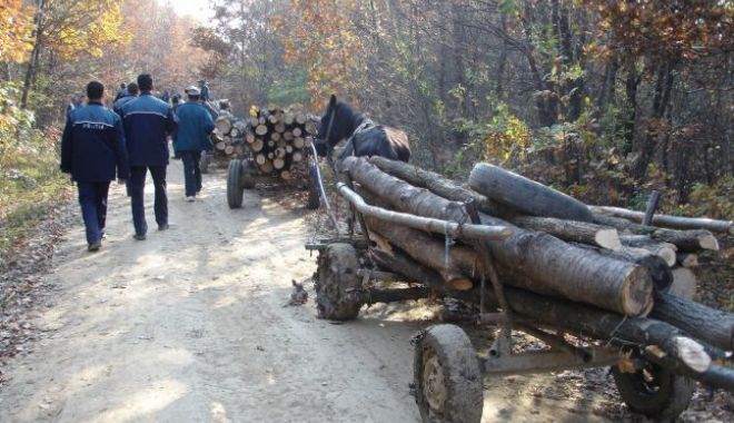 Poliția Constanța le-a venit de hac hoților de lemne - furt-1555656480.jpg