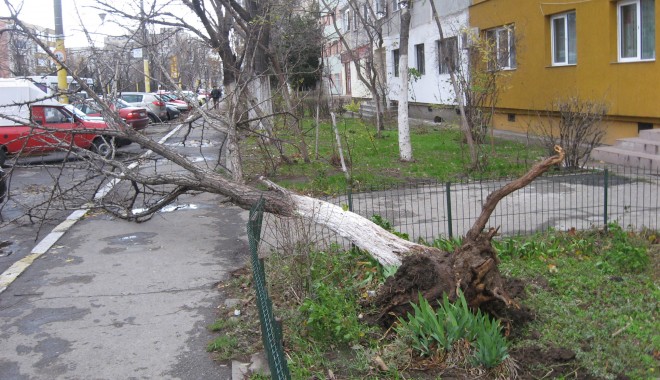 GALERIE FOTO CONSTANȚA / Furtuna a smuls copacii din rădăcină - furtunaitc2-1354520121.jpg