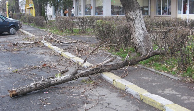 GALERIE FOTO CONSTANȚA / Furtuna a smuls copacii din rădăcină - furtunaitc4-1354520138.jpg
