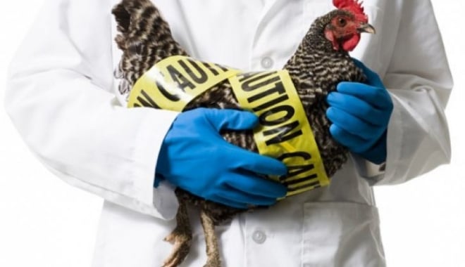 Gripă aviară la Constanța! A fost activat Centrul Local de Combatere a Bolilor la animale - gaina-1485442607.jpg