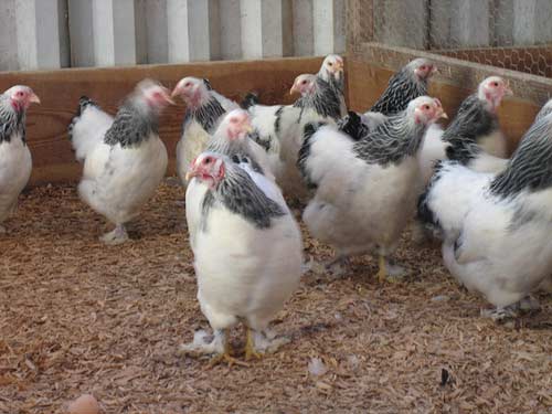 România a încasat aproape 35 de milioane de euro din exporturile de animale și păsări vii, în primul trimestru - gaini-1309761674.jpg