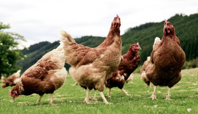 INS / A crescut numărul animalelor și păsărilor sacrificate - gaini13520343611352275565-1370602360.jpg