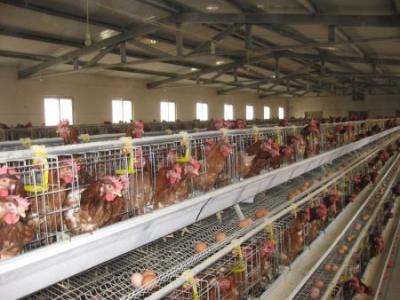 Se suplimentează suma destinată crescătorilor de păsări - gainioua-1345013488.jpg