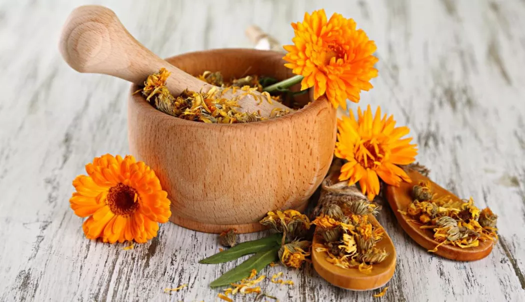 Extractul de gălbenele, un ingredient simplu cu multiple utilizări