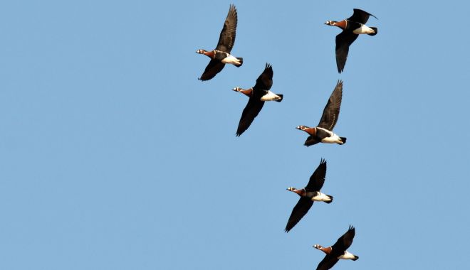 Societatea Ornitologică Română sărbătoreşte la 1 aprilie 30 de ani de Ziua Păsărilor în natură