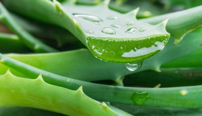 Castraveții și aloe vera vă ajută să mențineți fermitatea pielii - gel-1661358109.jpg