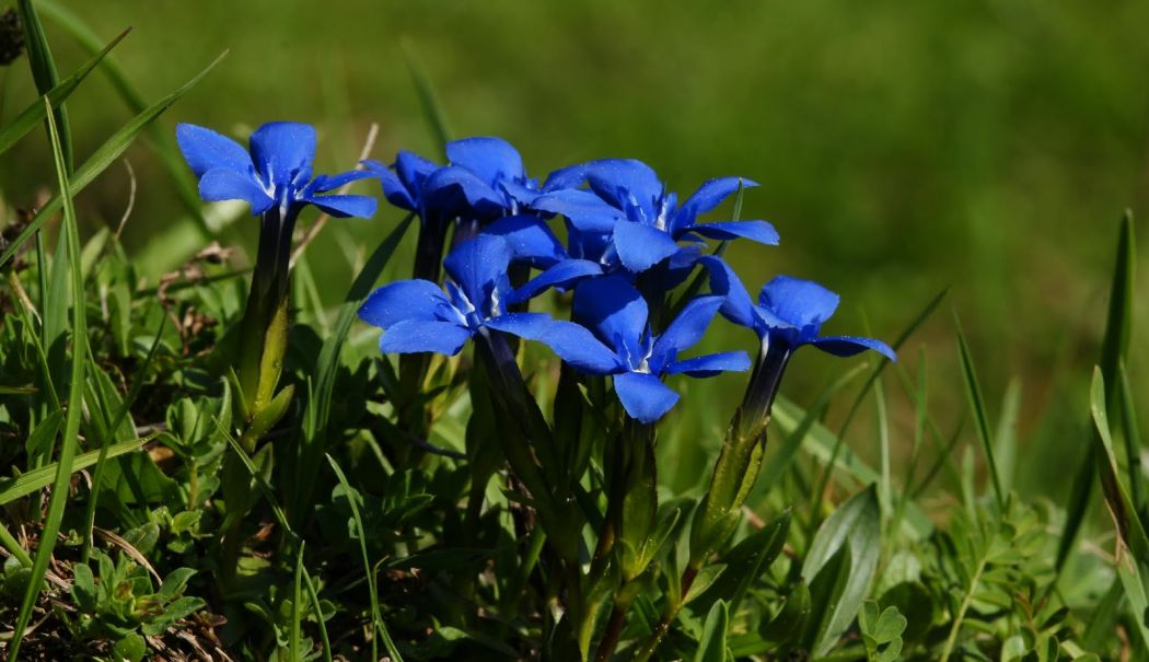 Gențiana poate fi folosită cu succes în tratarea rănilor și a vânătăilor - gentiana-1738245393.jpg