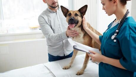 Aveți animale de companie? Microciparea și sterilizarea sunt importante pentru bunăstarea lor - germanshepherdatvets-1742280640.jpg