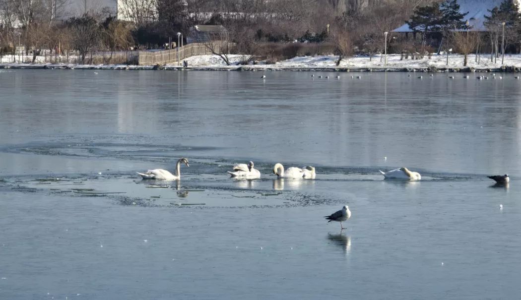 Avertizări meteo pentru Dobrogea. Val de frig și temperaturi extrem de scăzute - gheata-1768816145.webp
