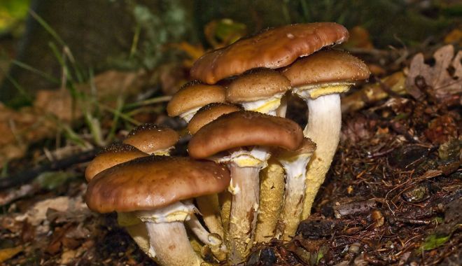 În sezonul ghebelor, specialiştii atrag atenţia cu privire la riscul de intoxicaţii care pot provoca deces