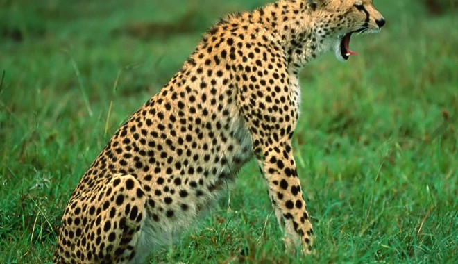 Doi gheparzi au fugit de la grădina zoologică din Salzburg - ghepard-1338909139.jpg