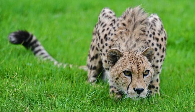 Un copil a căzut în cușca unui GHEPARD. Ambii părinții au sărit să îl salveze - ghepard2-1428920633.jpg