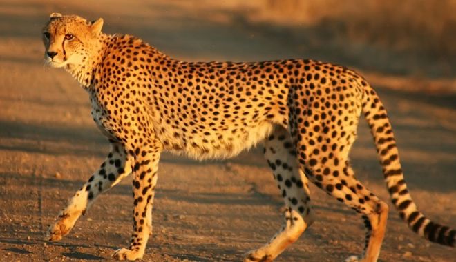 Opt gheparzi din Namibia au sosit în India pentru a fi reintroduşi în natură