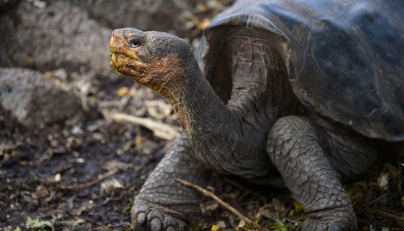 O nouă specie de ţestoasă fosilă, descoperită pe teritoriul Geoparcului Internaţional UNESCO Ţara Haţegului