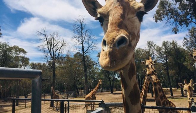 Momo, cea mai bătrână girafă a murit, în Japonia. Cum i-a cucerit pe oameni timp de 32 de ani - girafa-1639403123.jpg