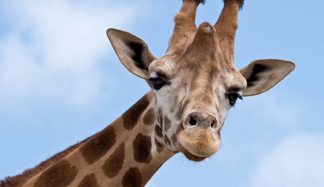 Girafa, senzația acestui an la Circul Vargas - girafafoto-1405513010.jpg