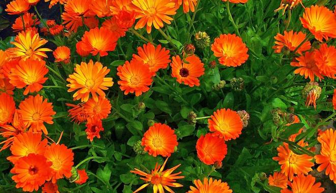 O singură plantă, beneficii numeroase - glbenelecalendulaofficinalis-1416492616.jpg