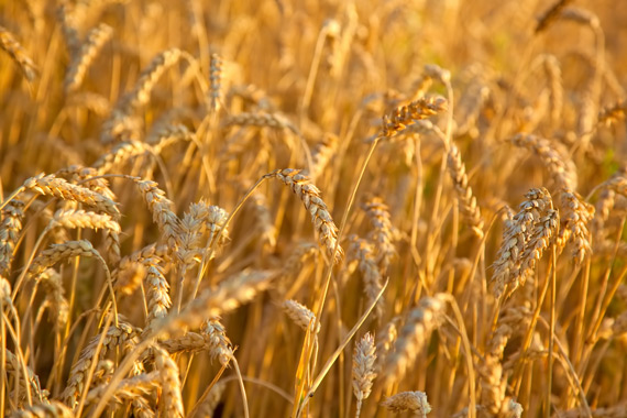 Renunțăm sau nu la gluten? - gluten03-1401369586.jpg