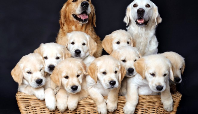 Golden Retriever,  pretențios la mâncare? - goldenretriver-1405692978.jpg