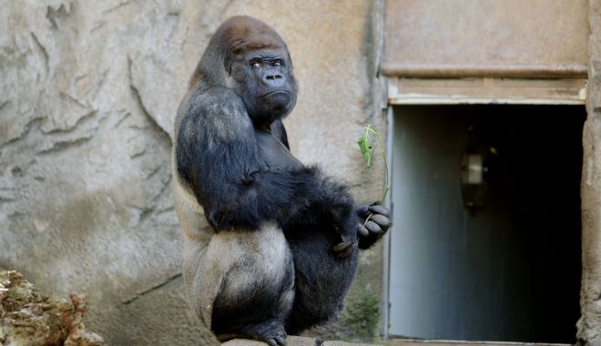 Două gorile de la o grădină zoologică din California, testate pozitiv cu COVID-19 - gorila-1610439612.jpg