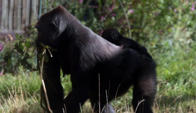 Panică, după ce o gorilă a evadat de la Zoo - gorilazoolondra113045700-1476427786.jpg