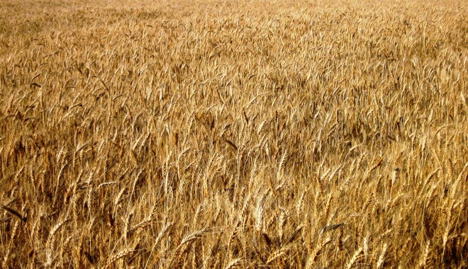 Producția mondială de grâu ar putea atinge un nou record în anul agricol 2013 - 2014 - grau-1362652356.jpg