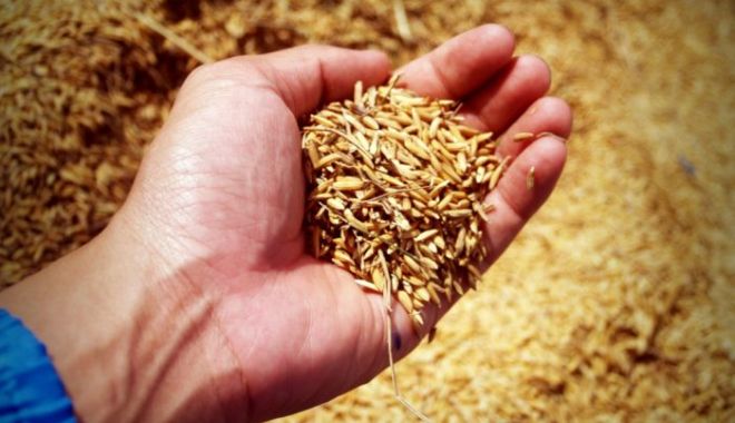 Fermierii au adunat nouă milioane de tone de grâu, o producţie care asigură necesarul de hrană şi disponibilităţi pentru export - grau-1664893736.jpg