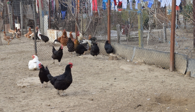 Gripa aviară  se extinde.  Aproape 50 de cazuri, în numai două luni - gripaaviara-1488307592.jpg
