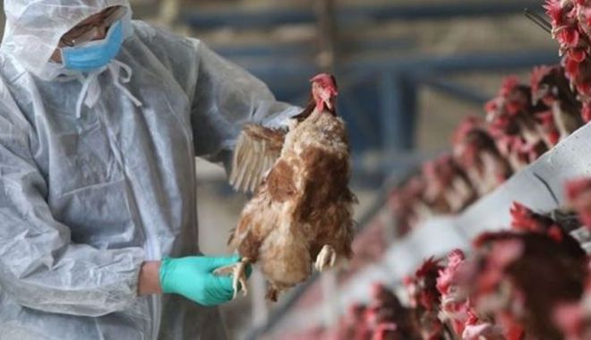 Focar de gripă aviară într-o exploataţie comercială cu peste 73.500 de păsări