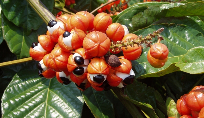 Guarana, o plantă minune - guarana-1485266922.jpg